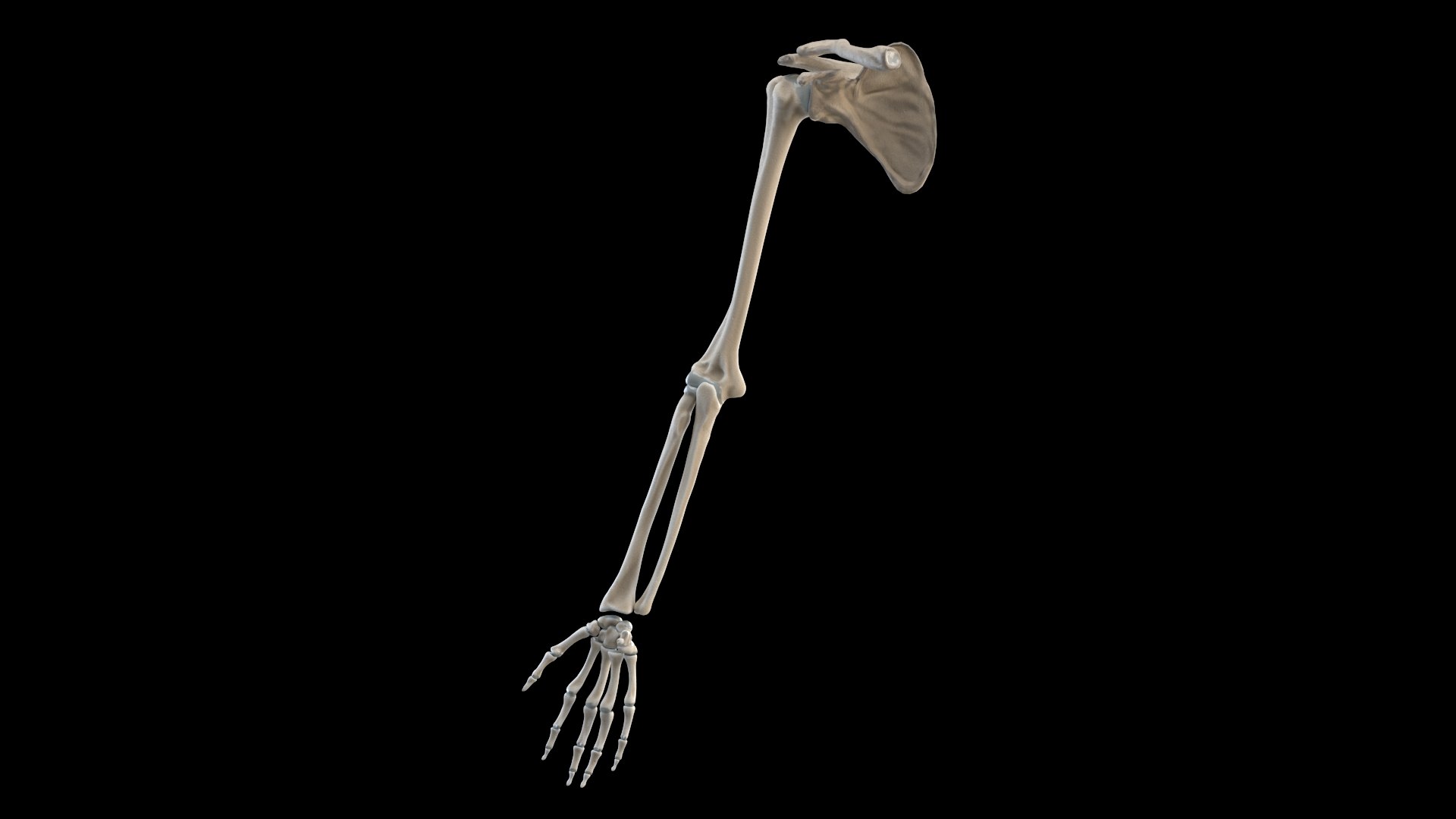 hand bones model https://p.turbosquid.com/ts-thumb/OK/ESnNq7/BoXRrRnj/hand_perspective/jpg/1579075803/1920x1080/fit_q87/b38392fc25823d4c0d85b07811f337a2783021c0/hand_perspective.jpg