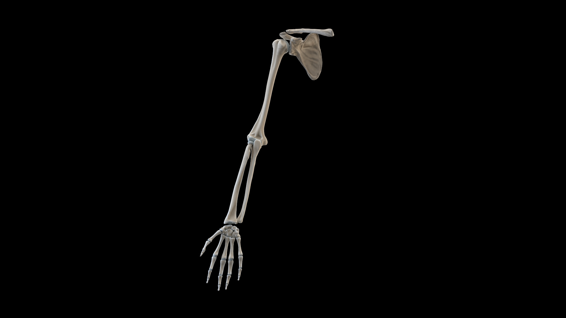hand bones model https://p.turbosquid.com/ts-thumb/OK/ESnNq7/MeqjZruS/hand_black/jpg/1579076934/1920x1080/turn_fit_q99/6f48ac22dd573bebb49300d0bf824152a6e64edd/hand_black-1.jpg