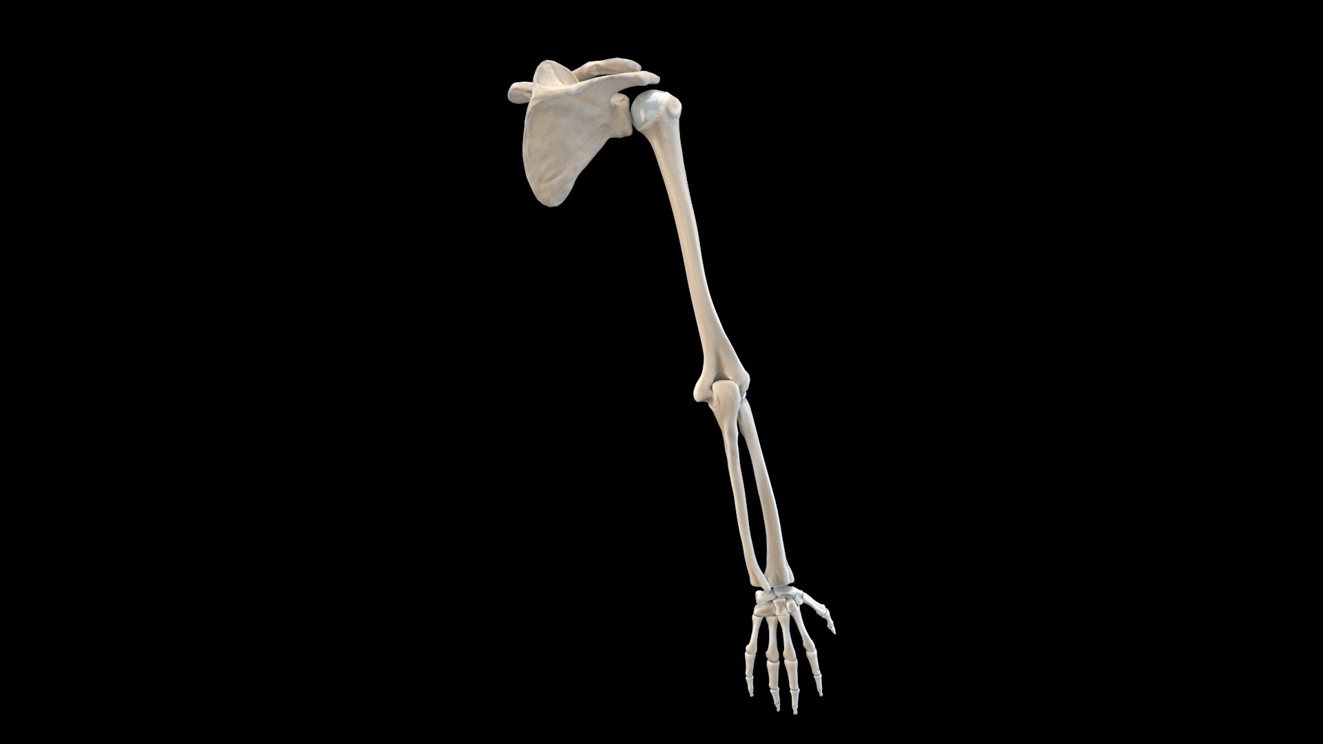 Hand Bones Model - TurboSquid 1494966