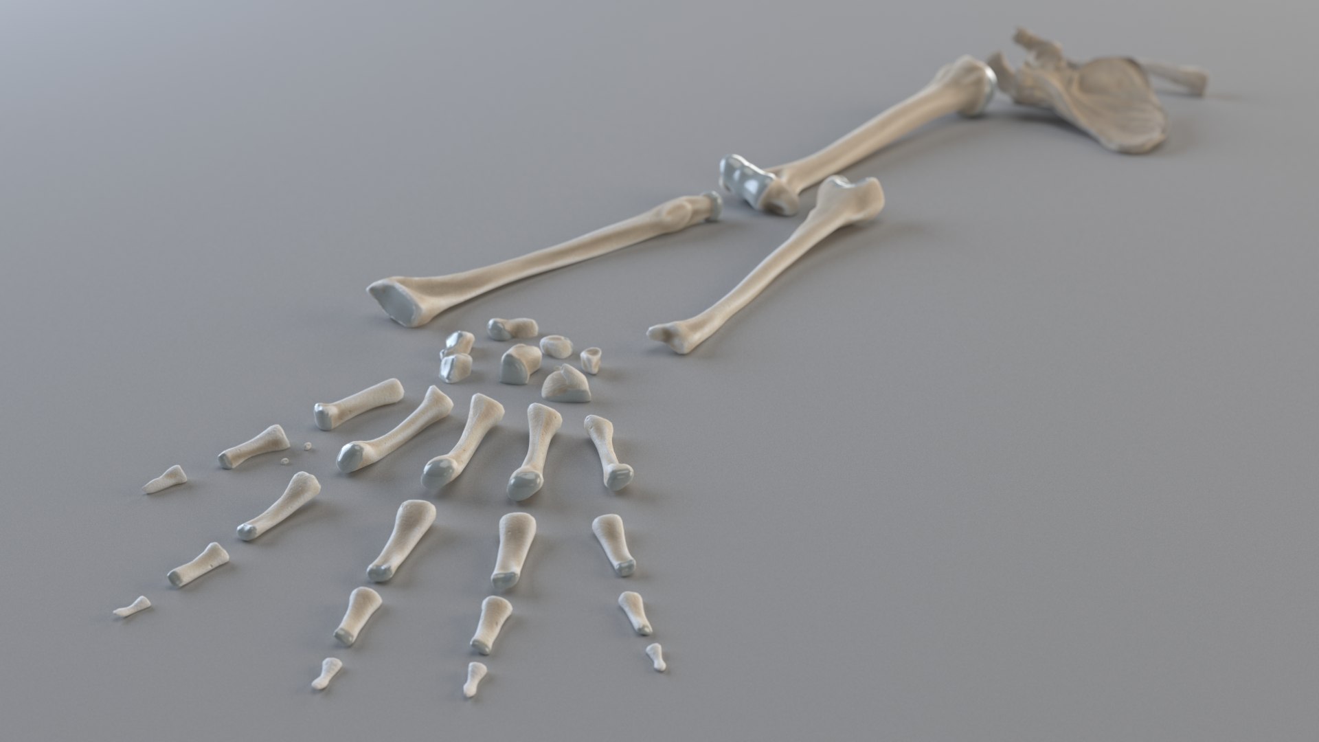hand bones model https://p.turbosquid.com/ts-thumb/OK/ESnNq7/oer9Vn1d/hand_parts/jpg/1579075803/1920x1080/fit_q87/424862956200d7f09adf1de2ba9c4249b4331441/hand_parts.jpg