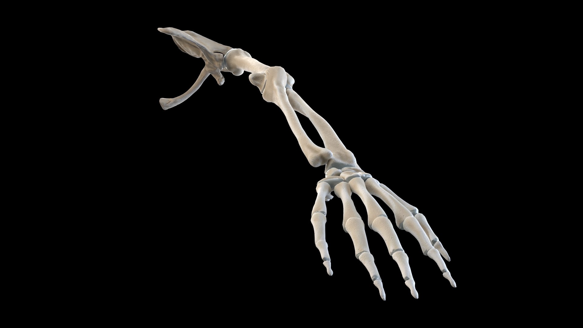 hand bones model https://p.turbosquid.com/ts-thumb/OK/ESnNq7/uJH0h4Cx/hand_bottom/jpg/1579075803/1920x1080/fit_q87/7a760f00346304b3e9268ff2422fd9914f6fdf6c/hand_bottom.jpg
