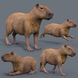 Capybara Capivara - 8k - 3d animated 3D