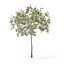 Plum Tree with Flowers 3D Model 2m