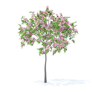plum tree 2m 3D