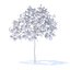 Plum Tree with Flowers 3D Model 2m