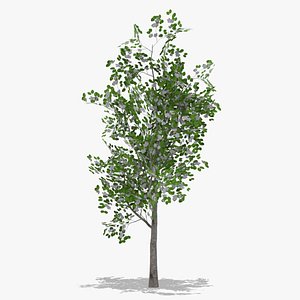 pear flowers 3D model