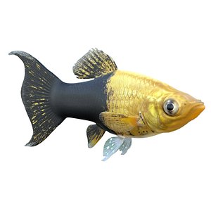 3D Tuxedo Molly Gold