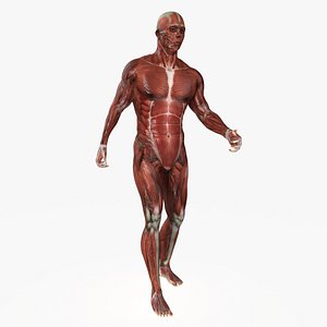 Rigged Male Mascular System