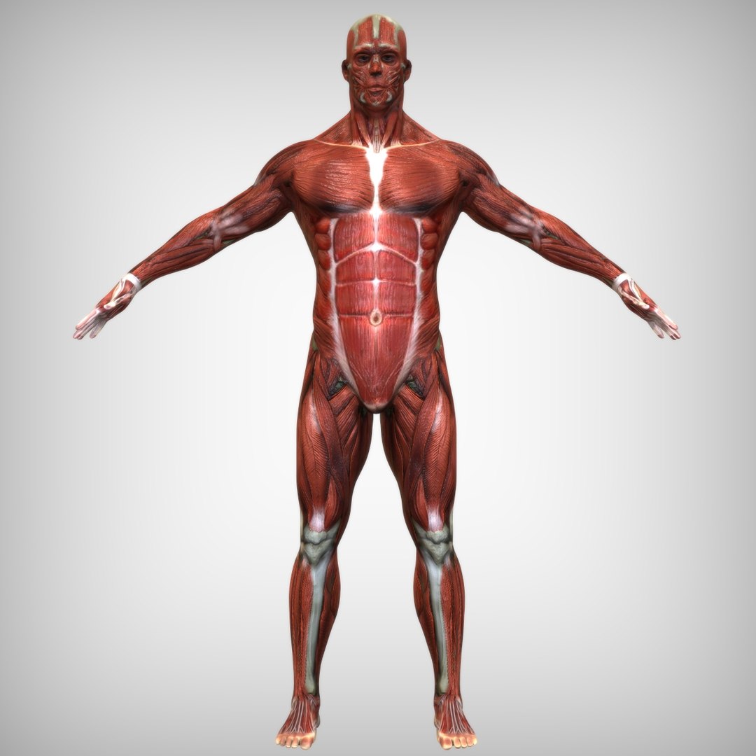 male mascular rigged model https://p.turbosquid.com/ts-thumb/OK/iA2KGx/gG5ZFgsL/muscle2/jpg/1583875197/1920x1080/fit_q87/205bbb43df66d6461c7d12c51401561f67108cbc/muscle2.jpg