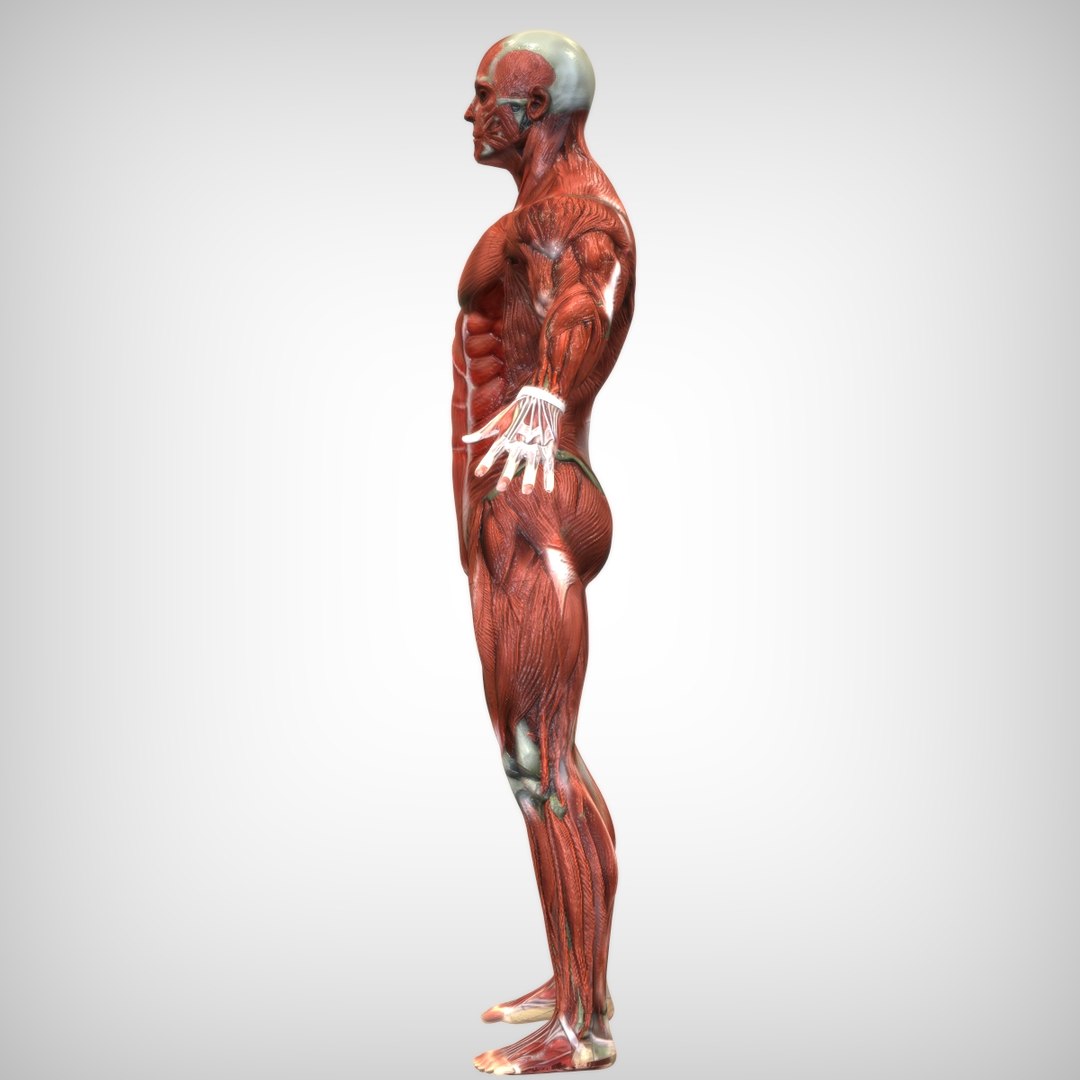 male mascular rigged model https://p.turbosquid.com/ts-thumb/OK/iA2KGx/mJpYBHdz/left_view/jpg/1583875197/1920x1080/fit_q87/4fa397e4e0d95770ba07453a44302a16e7f25e34/left_view.jpg