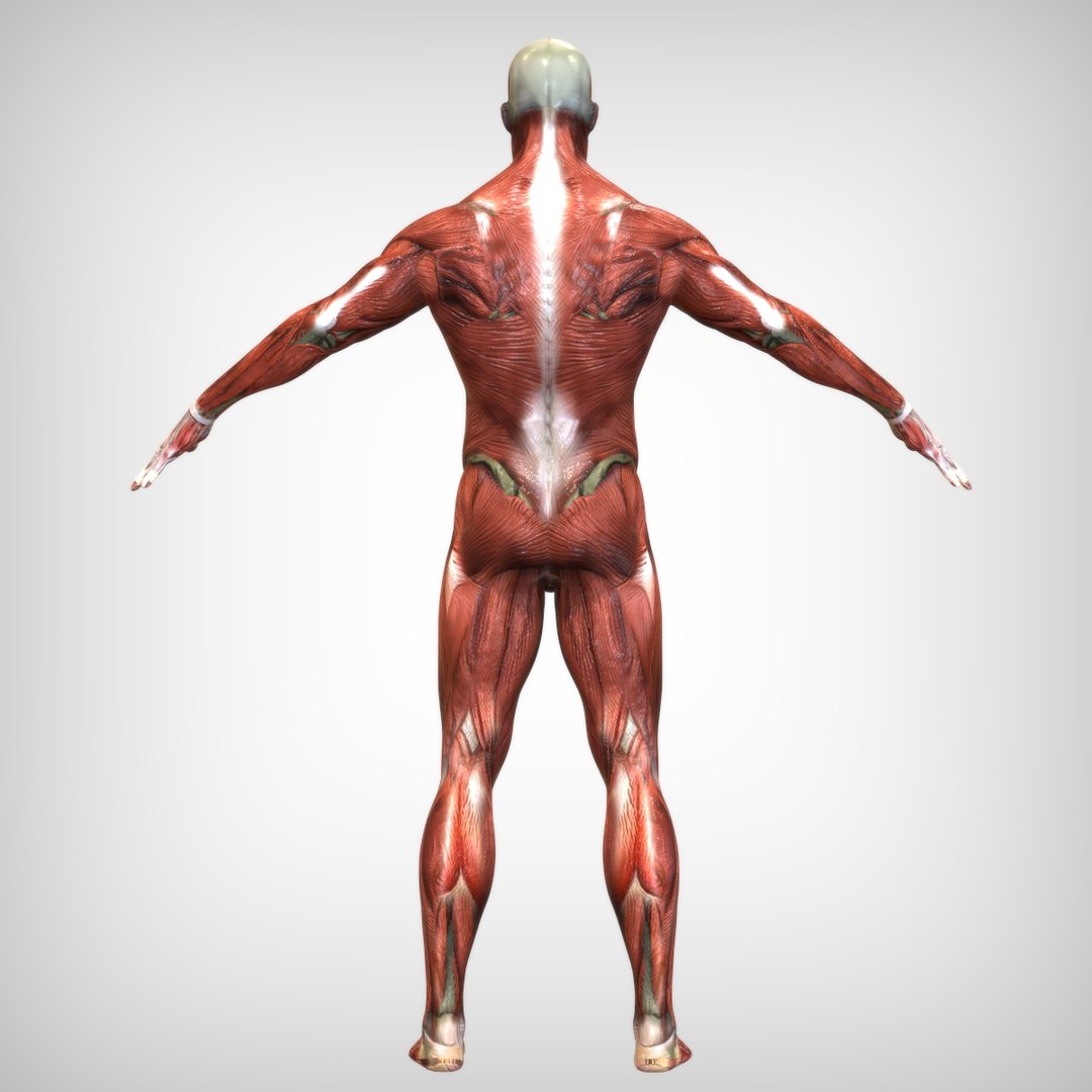 male mascular rigged model https://p.turbosquid.com/ts-thumb/OK/iA2KGx/x2wr034W/muscle1/jpg/1583875197/1920x1080/fit_q87/47830e9c0af069c26e4e7e0e0af9bf33c051bd46/muscle1.jpg