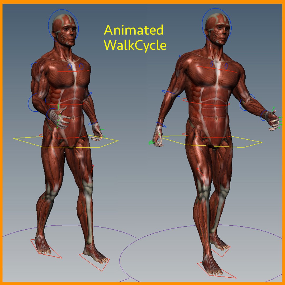 male mascular rigged model https://p.turbosquid.com/ts-thumb/OK/iA2KGx/xgF3qGgl/signature/jpg/1583875197/1920x1080/fit_q87/e7a9700d848f4b2bd63332ca337b623ef05b08b9/signature.jpg