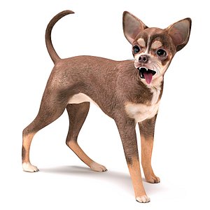 Chihuahua collection