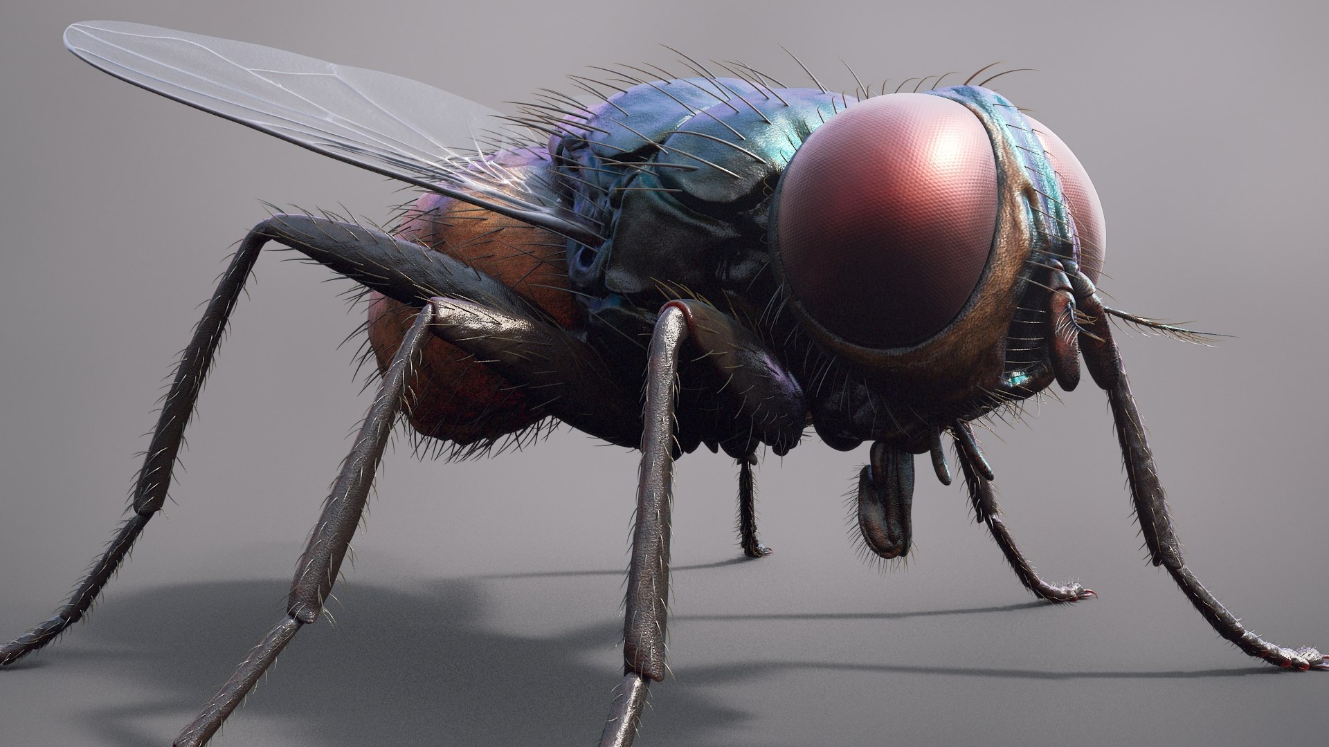 3D housefly realistic wings model https://p.turbosquid.com/ts-thumb/OL/48PAB7/14Pqw2lI/beauty38/jpg/1591560173/1920x1080/fit_q87/bc1ce041ef8c7a06673f3feaf84b8363bf6a9c37/beauty38.jpg