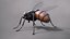 Mosca doméstica