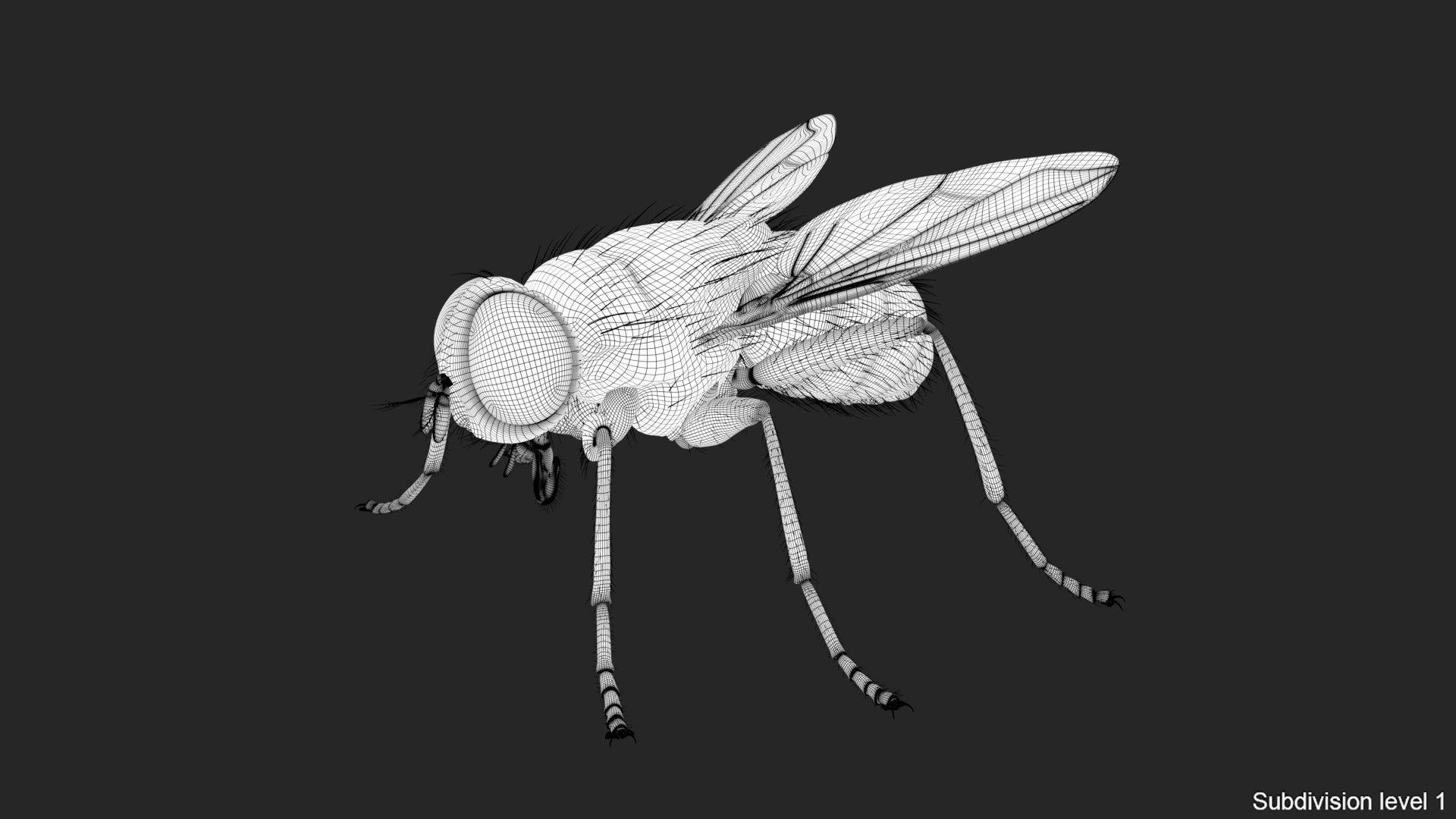 3D housefly realistic wings model https://p.turbosquid.com/ts-thumb/OL/48PAB7/3XMjR5BS/wire01/jpg/1591559508/1920x1080/fit_q87/80651f61e0b44167e72cacbe836bebb1471901e7/wire01.jpg