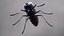 Mosca doméstica