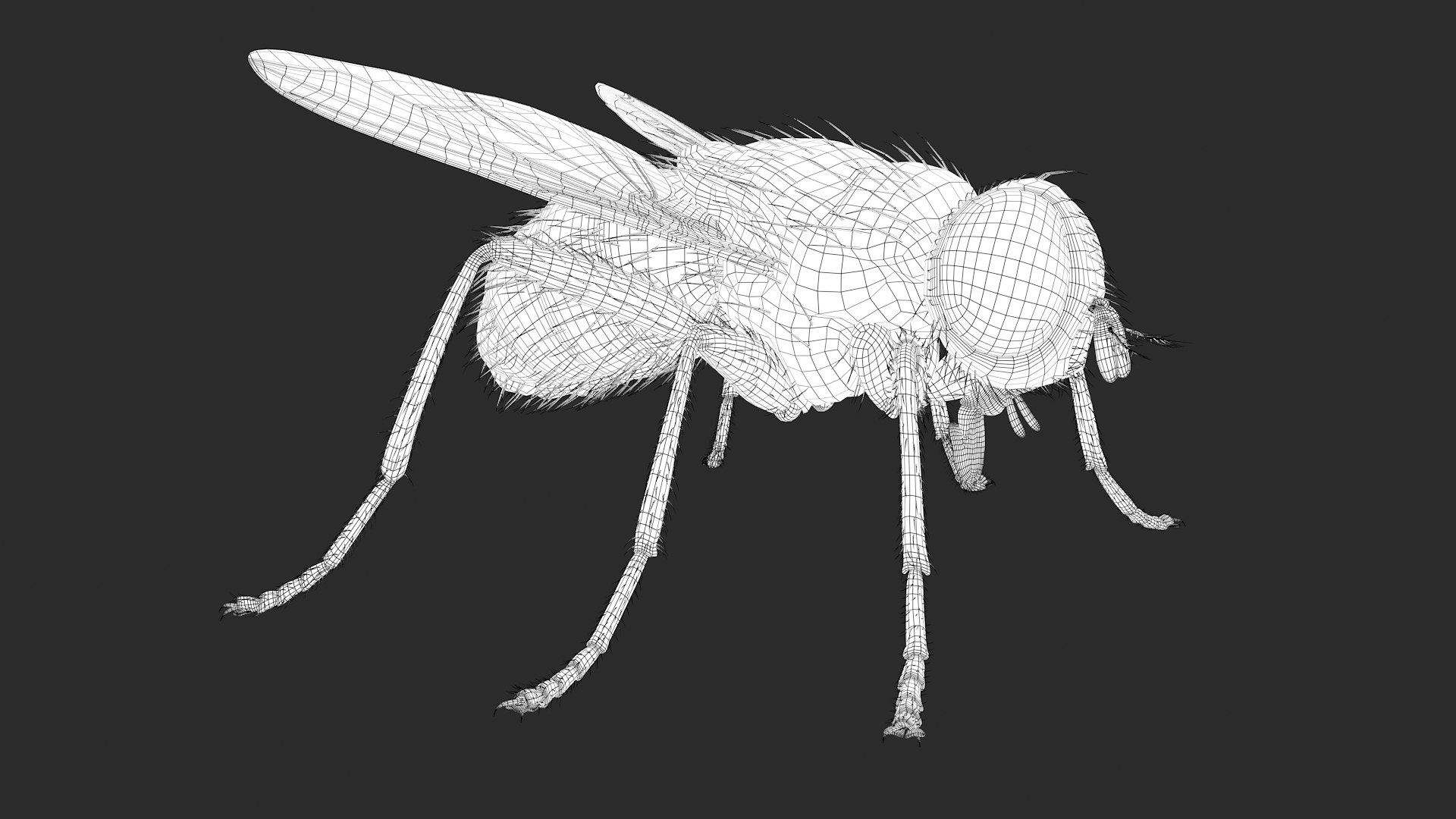 3D housefly realistic wings model https://p.turbosquid.com/ts-thumb/OL/48PAB7/UuVeriD5/wire33/jpg/1591559507/1920x1080/fit_q87/decf55682995500001f33db3e5dc2775767c6274/wire33.jpg