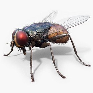 3D housefly realistic wings model
