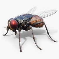Housefly