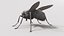 Mosca doméstica