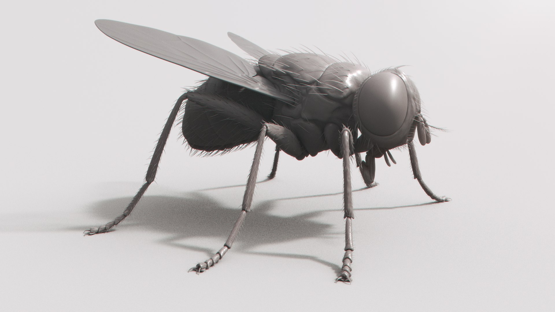 3D housefly realistic wings model https://p.turbosquid.com/ts-thumb/OL/48PAB7/pWOkudu7/shade33/jpg/1591559506/1920x1080/fit_q87/0655dcdd2680423d9440b147a0b4cb067004e0f0/shade33.jpg