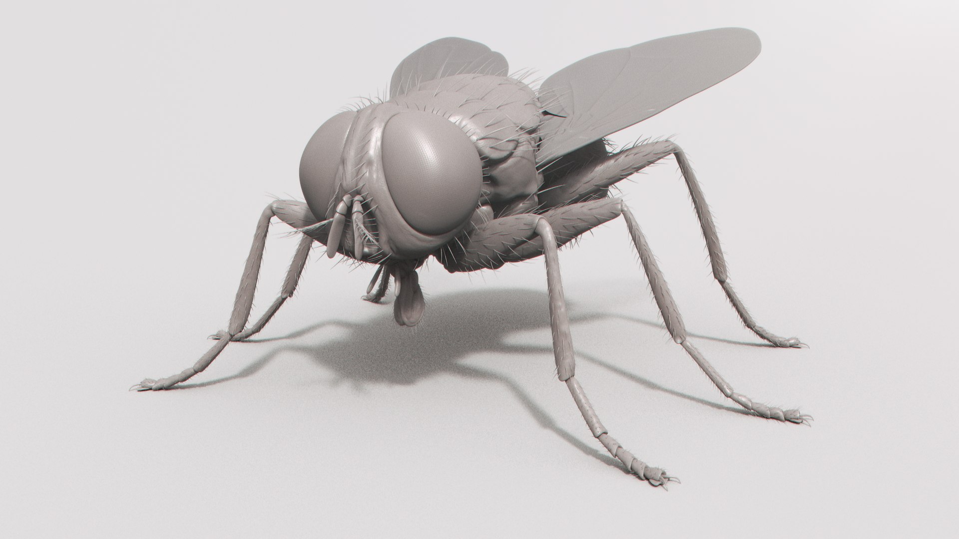 3D housefly realistic wings model https://p.turbosquid.com/ts-thumb/OL/48PAB7/yTEgczdP/shade32/jpg/1591559506/1920x1080/fit_q87/6b0acd5b22a06333c2a420f5c7cb9fa59086a487/shade32.jpg