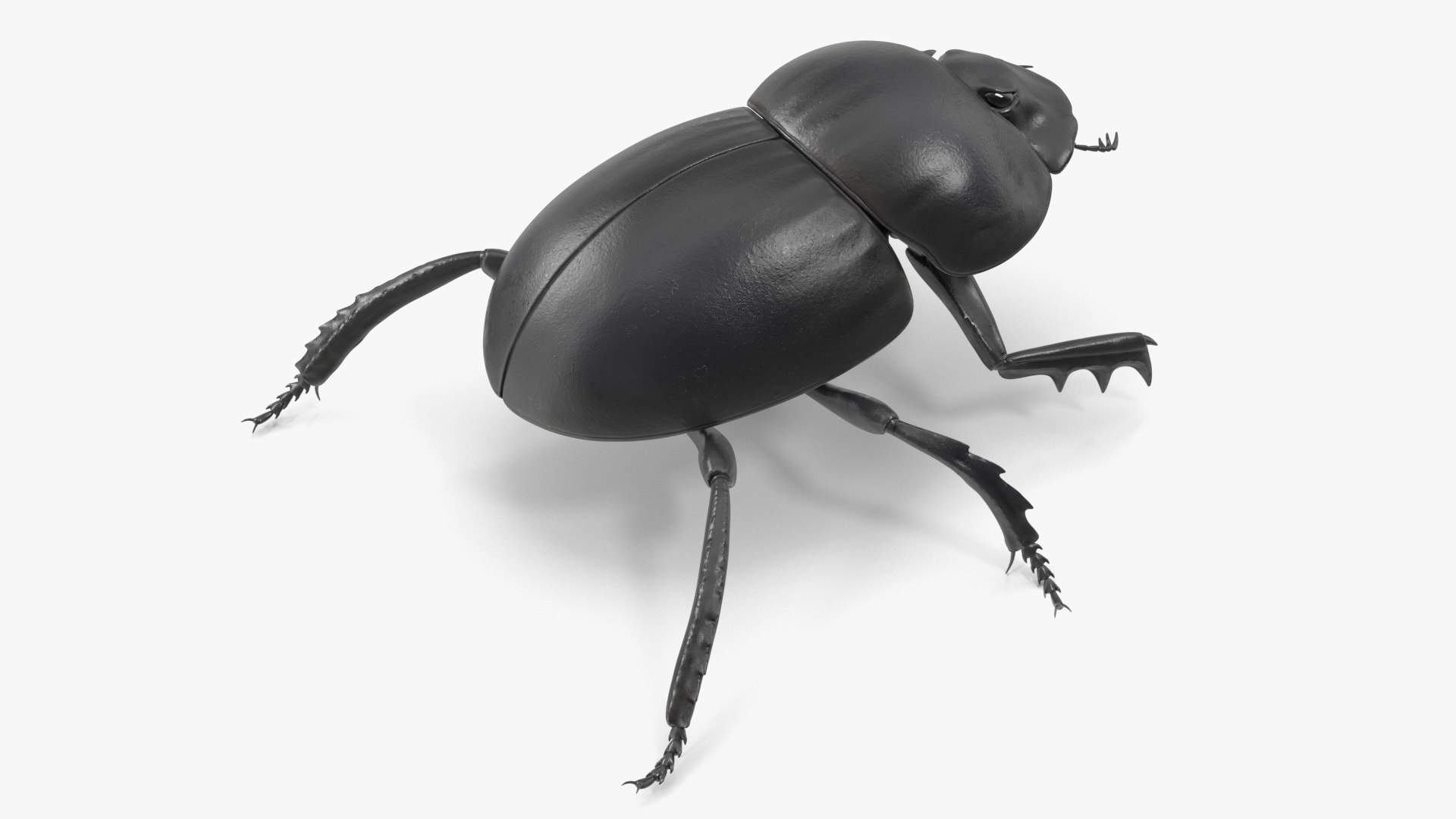 Roller Beetle Rigged for Cinema 4D 3D model https://p.turbosquid.com/ts-thumb/OL/7F8Nzn/0Z/roller_beetle_rigged_002/jpg/1739226422/1920x1080/fit_q87/65accb4d57092fcbe392a74c84dd9c14a0ab8f9a/roller_beetle_rigged_002.jpg