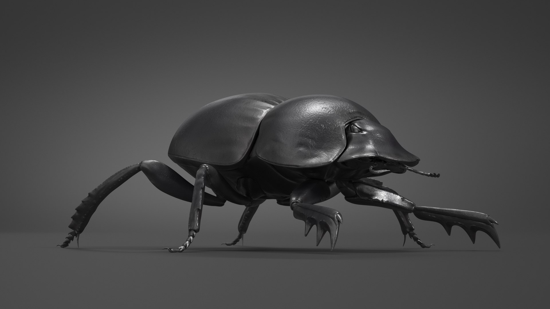Roller Beetle Rigged for Cinema 4D 3D model https://p.turbosquid.com/ts-thumb/OL/7F8Nzn/AI/roller_beetle_rigged_008/jpg/1739226471/1920x1080/fit_q87/15fecb3f4885cb0061ae616e681e69be45100b0a/roller_beetle_rigged_008.jpg