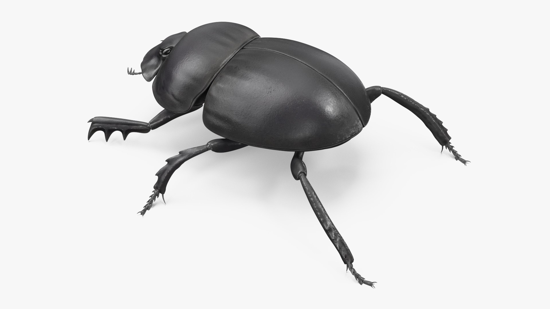 Roller Beetle Rigged for Cinema 4D 3D model https://p.turbosquid.com/ts-thumb/OL/7F8Nzn/Hu/roller_beetle_rigged_011/jpg/1739226485/1920x1080/fit_q87/e8822c804dfe358482fb387894223f41b7d86908/roller_beetle_rigged_011.jpg