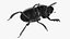 Roller Beetle Rigged for Cinema 4D