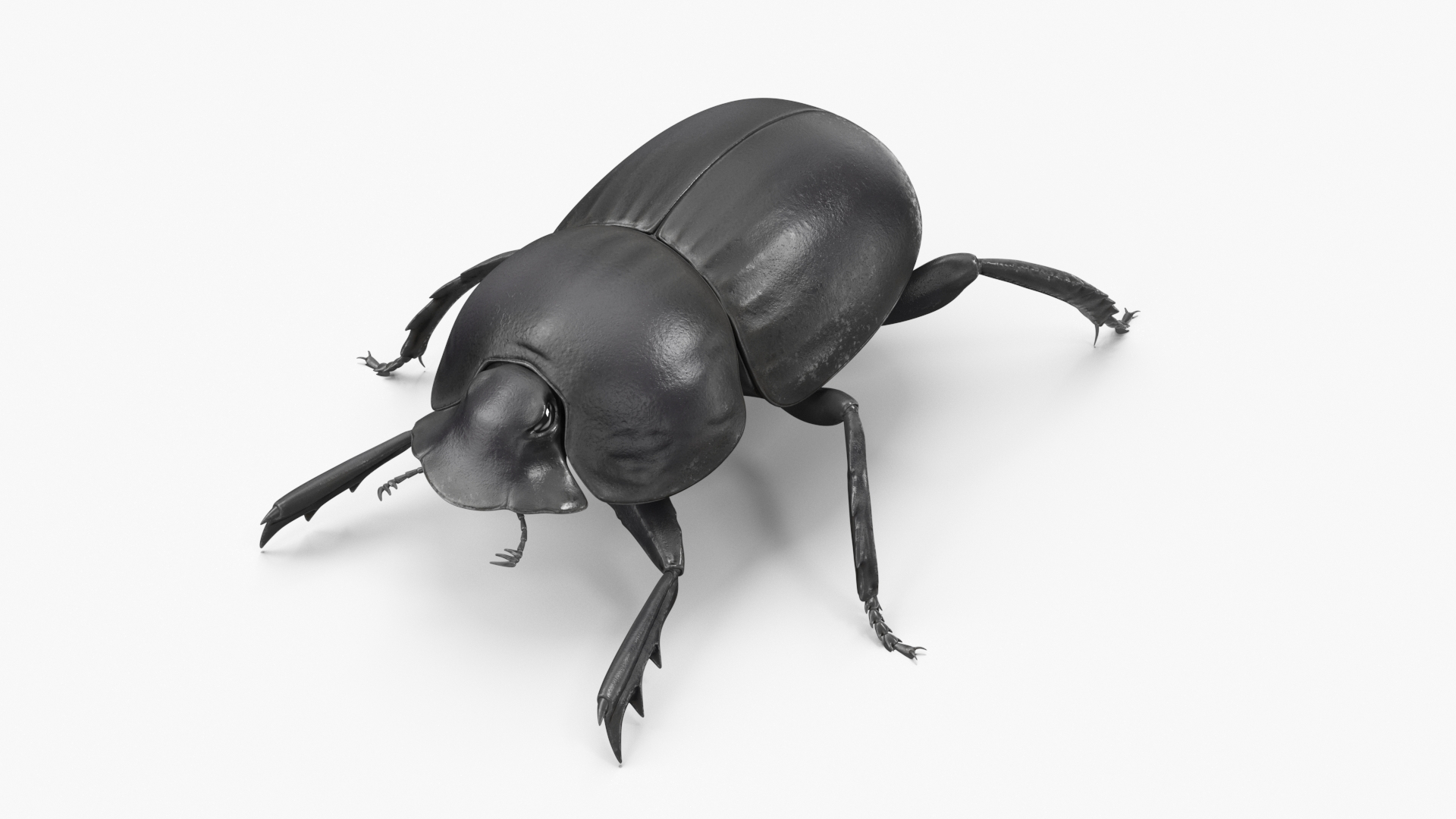 Roller Beetle Rigged for Cinema 4D 3D model https://p.turbosquid.com/ts-thumb/OL/7F8Nzn/MU/roller_beetle_rigged_360/jpg/1739226025/1920x1080/turn_fit_q99/9863e5209c0d255acdc80629dc9e7dd525be5aec/roller_beetle_rigged_360-1.jpg