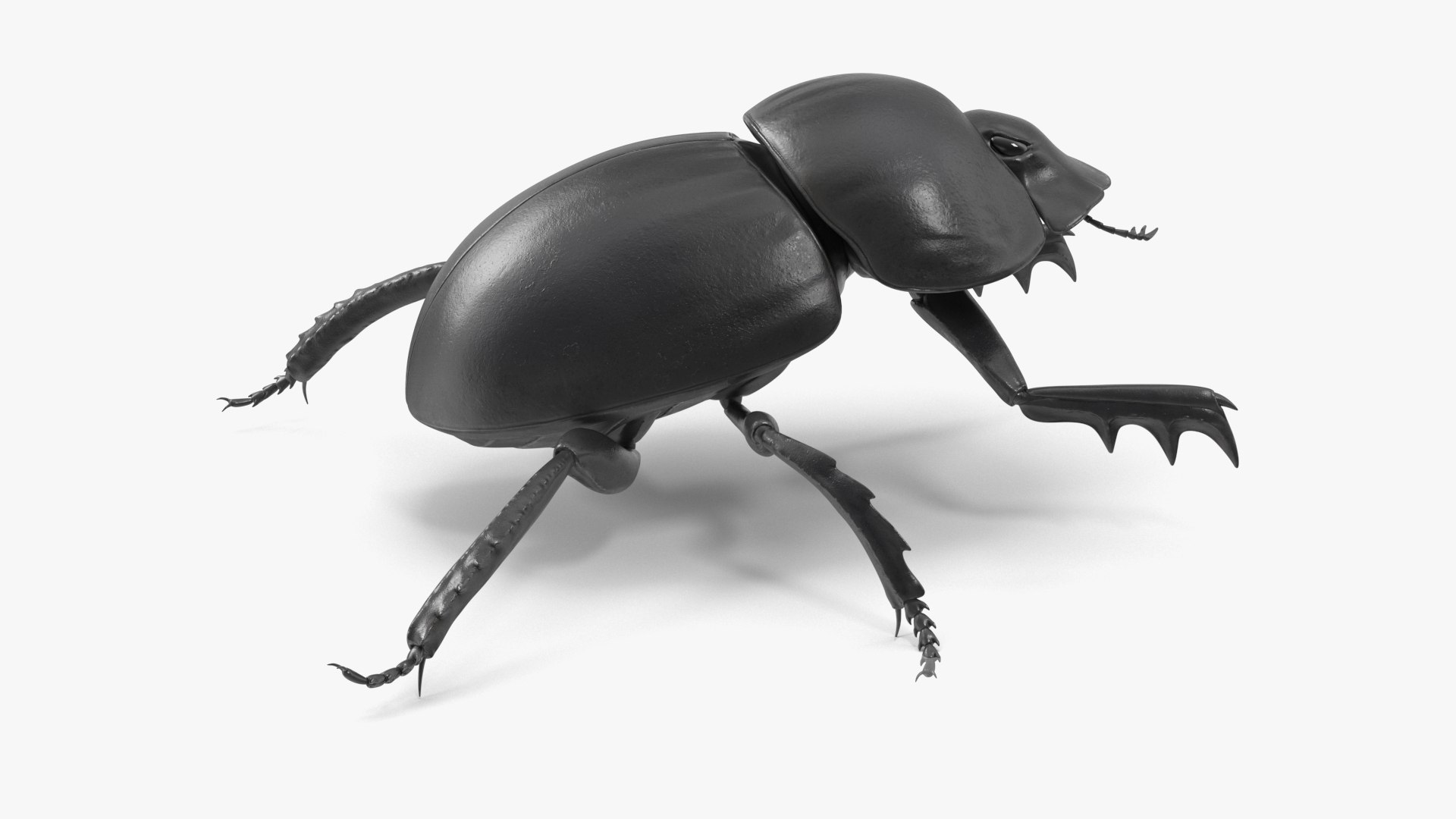 Roller Beetle Rigged for Cinema 4D 3D model https://p.turbosquid.com/ts-thumb/OL/7F8Nzn/Ow/roller_beetle_rigged_024/jpg/1739226544/1920x1080/fit_q87/3a9adddb0ea09efe98d85e9df454448d113223b8/roller_beetle_rigged_024.jpg