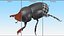 Roller Beetle Rigged for Cinema 4D
