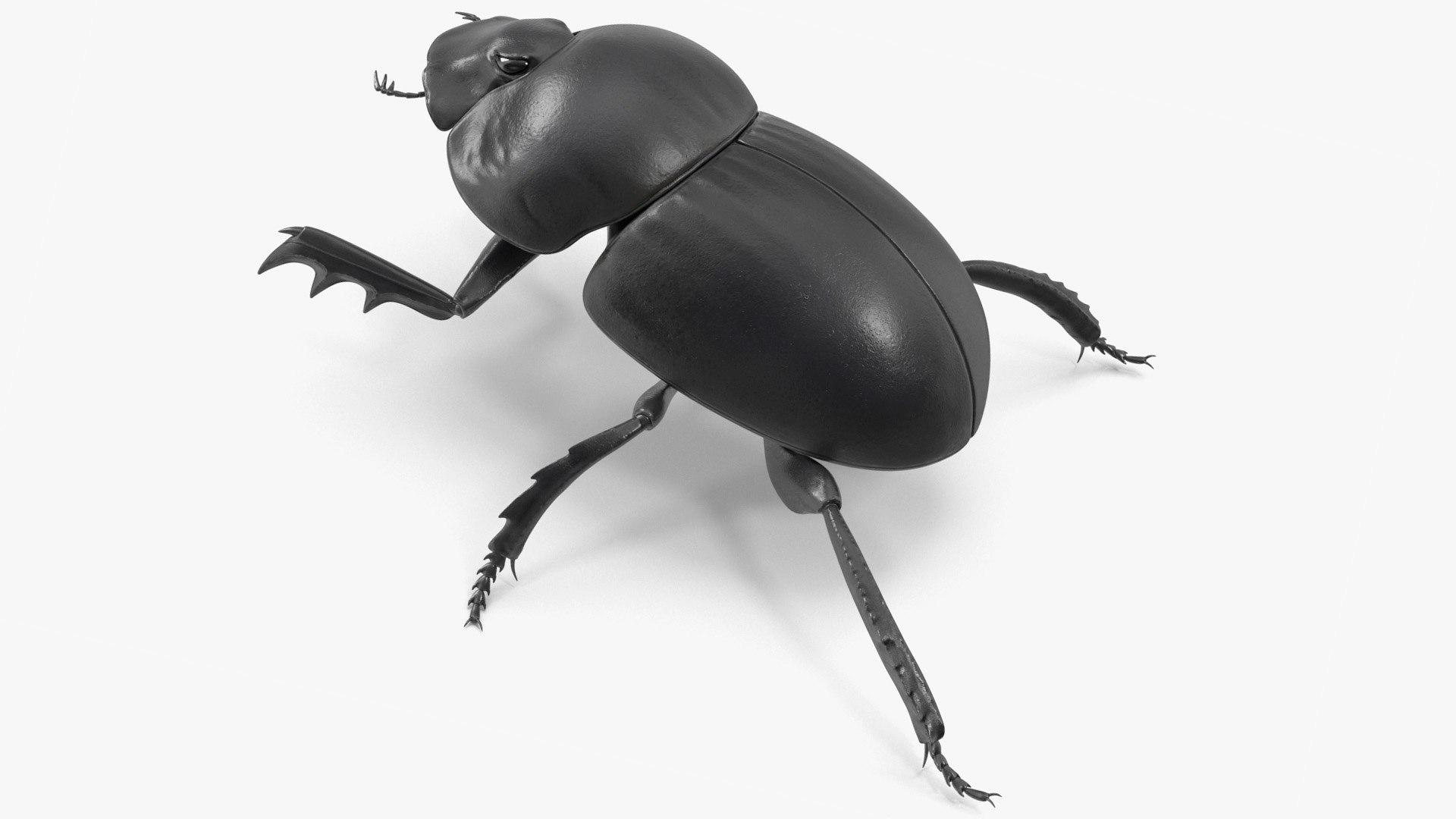 Roller Beetle Rigged for Cinema 4D 3D model https://p.turbosquid.com/ts-thumb/OL/7F8Nzn/wI/roller_beetle_rigged_for_cinema_4d_002/jpg/1739226427/1920x1080/fit_q87/8a4a07bacf435f5d90e739b4a27ca4113db61d7e/roller_beetle_rigged_for_cinema_4d_002.jpg
