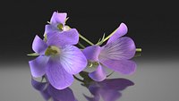 Wildflower Violet flowers aroma
