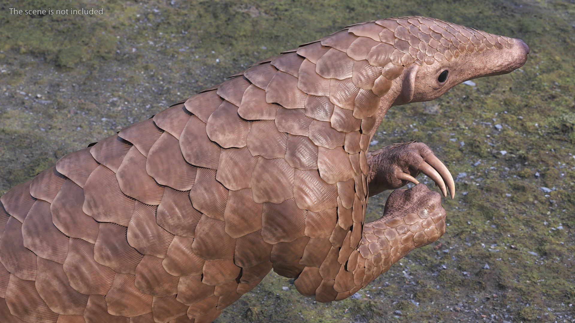 3D Pangolin Rigged For Maya - TurboSquid 2296453