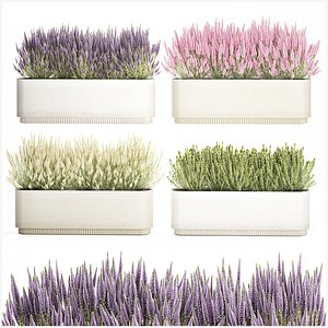 3D Collection flowers Calluna Rosemary lavender bush pots