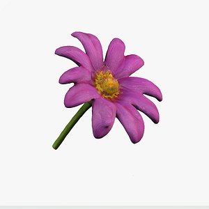 stunning vibrant flower