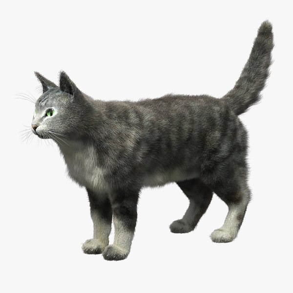 3d domestic cat fur hair model