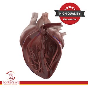 3D dissected human heart model