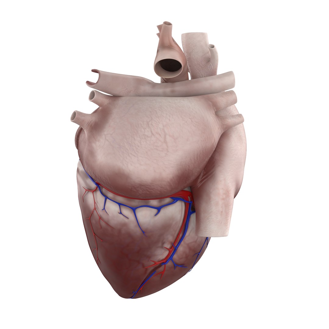 3D Dissected Human Heart Model - TurboSquid 1361664