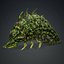 Larva-V2d