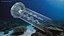 3D Ghostly White Jellyfish model