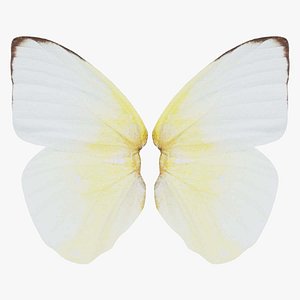 3D Common Emigrant Remastered model