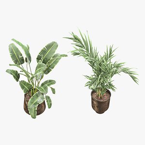 3D Plant 036