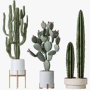 AV Indoor plants set 201 Cactus Opuntia and Candelebra Saguaro Peruvian and Euphorbia Trigona