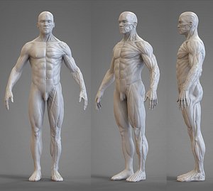 body reference anatomy veins obj