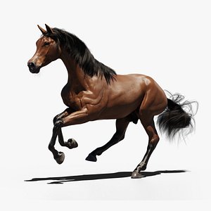 Arabian brown horse model