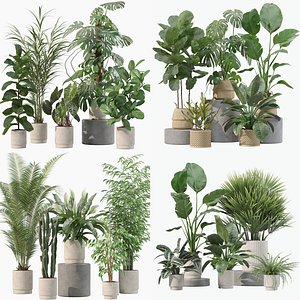 20 Elegant Potted Houseplants Ivy Monstera Sansevieria Palms - Set 202 205 207 209